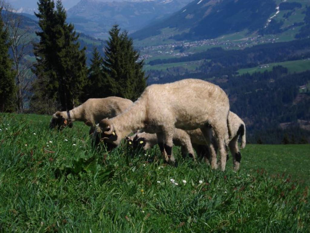Biobauernhof Fleckl Villa Hopfgarten im Brixental Exteriör bild